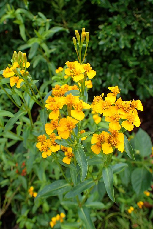 Mexican Mint Marigold